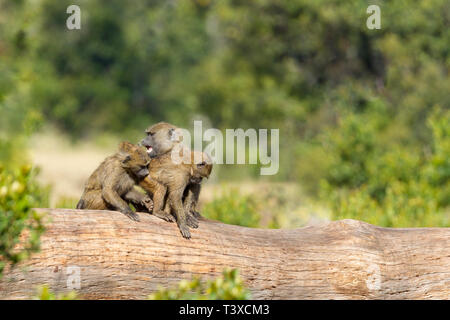 A small group of Olive baboons fighting on a fallen tree, landscape format, Ol Pejeta Conservancy, Laikipia, Kenya, Africa Stock Photo