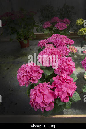 Pink hortensia flowers. Spring garden series, Mallorca, Spain. Stock Photo