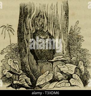 Archive image from page 196 of Die Pflanze und ihr Leben Stock Photo