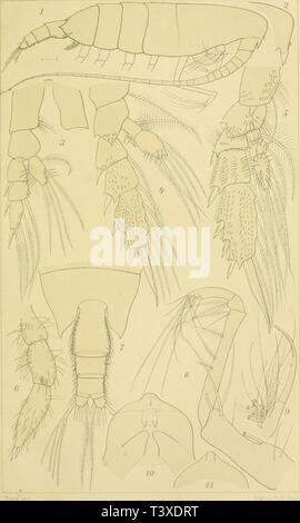 Archive image from page 198 of Die Planctoncopepoden der Adria Versuch Stock Photo