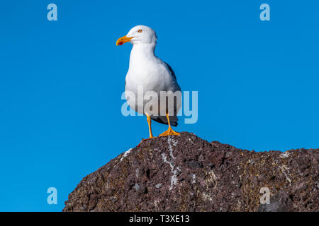 Adult Yellow-footed Gull (Larus livens) perched on a rock in Baja California, Mexico. Stock Photo
