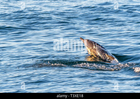 Long-beaked common dolphin (Delphinus capensis) surfaces off the coast of Baja California, Mexico. Stock Photo