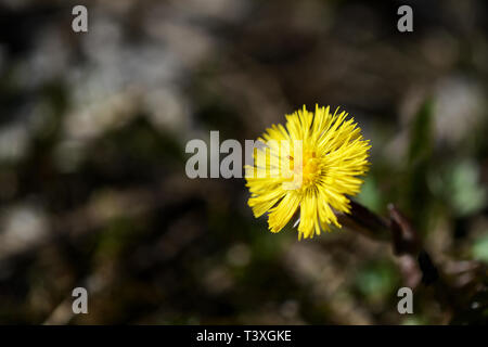 Bright coltsfoot flower (Tussilago Farfara) in spring forest on a sunny day Stock Photo