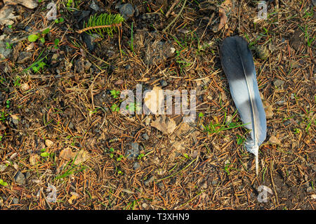 black white and grey feather on forest ground Stock Photo