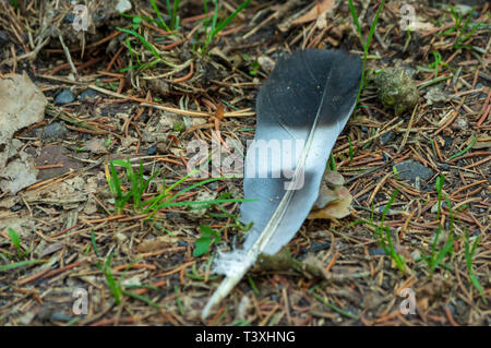 black white and grey feather on forest ground Stock Photo