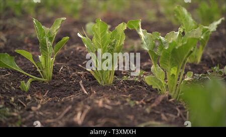 Beetroot grows in the field. Fields with beets. The plant is a beet in the field in the evening at sunset. Stock Photo