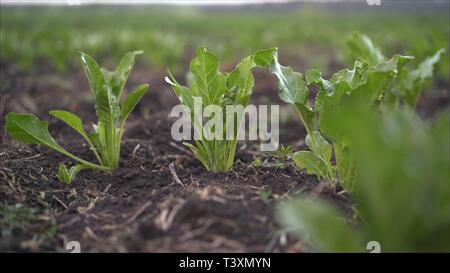 Beetroot grows in the field. Fields with beets. The plant is a beet in the field in the evening at sunset. Stock Photo