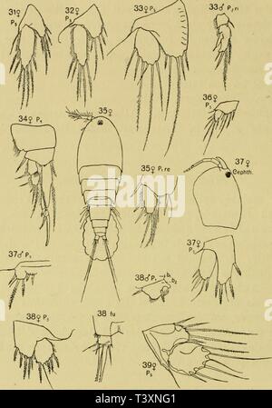 Archive image from page 129 of Die Planctoncopepoden der Adria Versuch Stock Photo