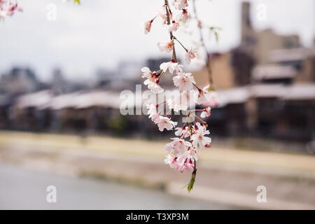 Pink Cherry blossom or sakura flower in spring season at Japan Stock Photo