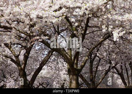 Cherry blossoms in peak bloom on an early spring morning along the banks of the Schuylkill River in Philadelphia, Pennsylvania. Stock Photo