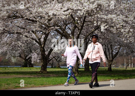 Philadelphia, PA, USA - April 9, 2019: Two elderly African American women stroll by cherry blossoms in peak bloom on an early spring morning. Stock Photo