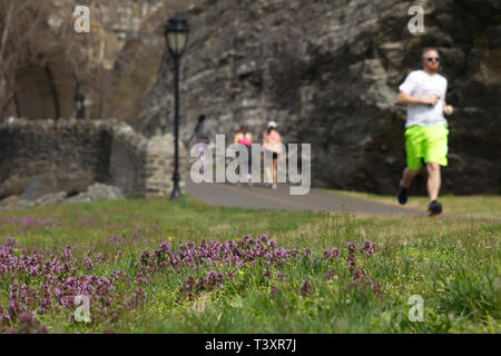 Philadelphia, PA, USA - April 9, 2019: People jog and stroll past a lawn of purple dead nettle wildflowers on an early spring morning along the banks  Stock Photo