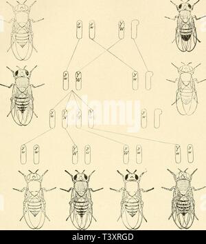 Archive image from page 152 of Die Stoffliche Grundlage der Vererbung Stock Photo