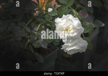 Beautiful double white rose flowers closeup. Spring garden series, Mallorca, Spain. Stock Photo