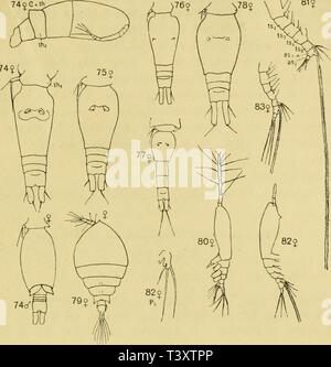 Archive image from page 170 of Die Planctoncopepoden der Adria Versuch Stock Photo