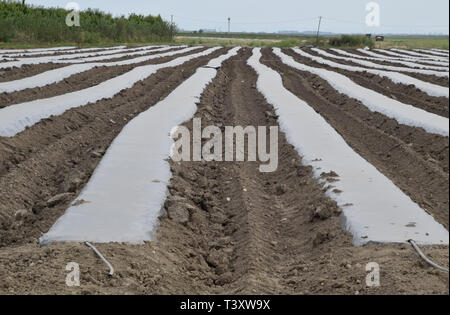 Greenhouses made of polymer film. Early spring in the garden greenhouses. Stock Photo