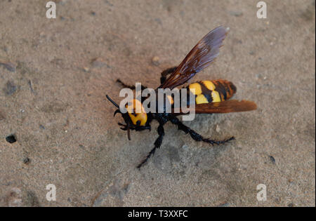 Megascolia maculata. The mammoth wasp. Wasp Scola giant on the concrete. Stock Photo