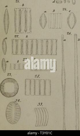 Archive image from page 210 of Die österreichischen Diatomaceen, nebst Anschluss Stock Photo