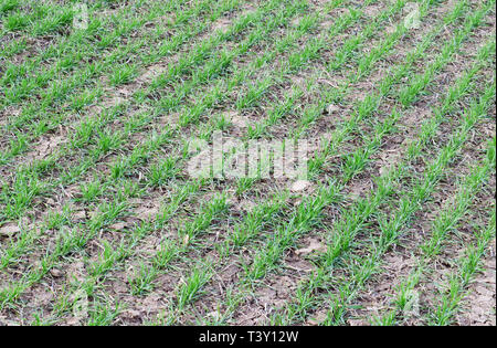 Spring winter wheat field. Shoots of wheat in a field on the ground. Cultivation of cereals. Stock Photo