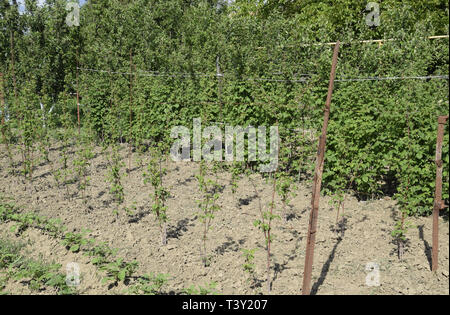 The beds raspberries. The stems of raspberries on a trellis Squirting. Growing raspberries in the garden. Stock Photo