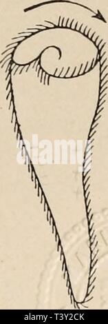 Archive image from page 252 of Die Niederen Organismen  ihre. Die Niederen Organismen : ihre Reizphysiologie und Psychologie  dieniederenorgan00jenn Year: 1914  Sientor und der elektrische Strom. 239 +    oft bei anderen Infusorien unter dem Einflüsse ähnlicher Ursachen beobachtet worden. Bei solchen Infusorien wie Stentor, wo die Peristom- wimpern einen Kreis bilden, der das Vorderende umgibt, fehlt ein Anlaß zu einem derartigen Widerstreit der Ten- denzen. Die Peristomwimpern werden durch einen elektrischen Strom, der von der einen Seite her kommt, so geteilt, daß das Tier sich direkt von de Stock Photo