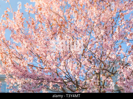 Sunset flowers : Prunus cerasoides or Wild Himalayan Cherry - Image Stock Photo