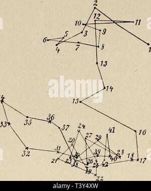 Archive image from page 307 of Die Niederen Organismen  ihre. Die Niederen Organismen : ihre Reizphysiologie und Psychologie  dieniederenorgan00jenn Year: 1914  294 Spontane Bewegungen. Richtung fortbewegt. Figur ii6 zeigt die Bewegungen einer grünen Hydra, die einige Tage am Grunde eines großen, sauberen Glasgefäßes allein gelassen wurde, wobei das Licht von dem Fenster zur Rechten her kam. Diese Bewegung wird vielleicht durch Hunger hervorgerufen, indem die Tiere eine neue Stellung einnehmen, wenn die Nahrung knapp wird. Hydra kann sich auf mehrere verschiedene Arten umherbewegen; bei der ge Stock Photo