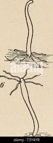 Archive image from page 308 of Die Niederen Organismen  ihre. Die Niederen Organismen : ihre Reizphysiologie und Psychologie  dieniederenorgan00jenn Year: 1914 Stock Photo