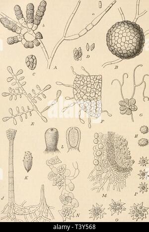 Fig 213 d Tliielavia Basicola Zopf A Conidien A Endogeu B Durcli Abschna Rung Entstehend Stark Vergr B Fruchtka Rper Von Auaen Vergr A 7 Ascns Stark Vergr J Sporen A Ear Aphanoascus Cinnabarinus