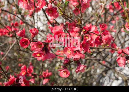 Chaenomeles speciosa, Japanese quince, a deciduous spiny shrubs with simple leaves and cup-shaped, 5-petalled red flowers Stock Photo