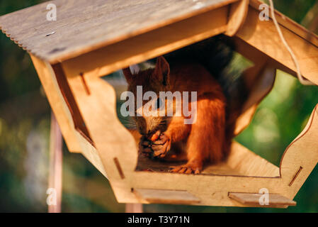 Red squirrel eats nuts in handmade feeder in city park. Stock Photo
