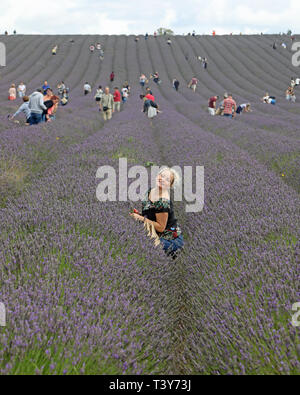 Girl picking lavender Stock Photo