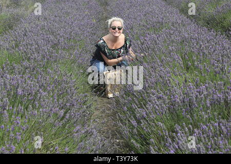 Girl picking lavender Stock Photo
