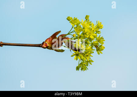 Young maple blossom on a twig in front of blue sky Stock Photo