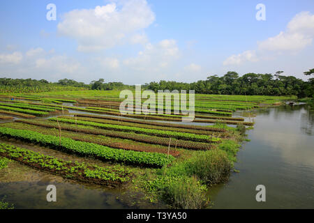 Floating farms in the coastal districts of Pirojpur have been recognized as Globally important agricultural heritage Systems by the UN Food and Agricu Stock Photo