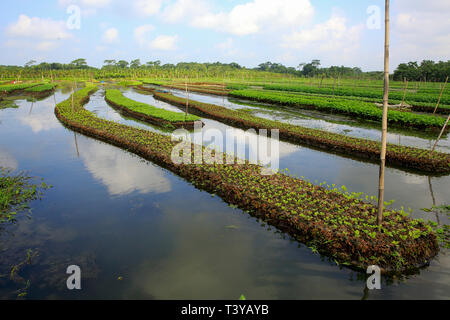 Floating farms in the coastal districts of Pirojpur have been recognized as Globally important agricultural heritage Systems by the UN Food and Agricu Stock Photo