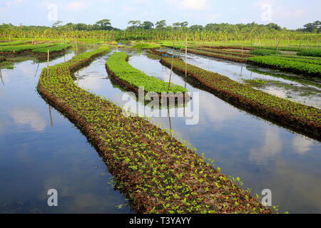 Floating farms in the coastal districts of Pirojpur have been recognized as Globally important agricultural heritage Systems by the UN Food and Agricu Stock Photo