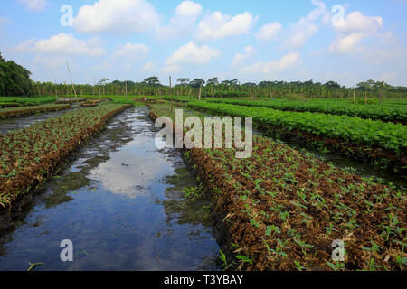 Floating farms in the coastal districts of Pirojpur have been recognized as Globally important agricultural heritage Systems by the UN Food and Agricu Stock Photo