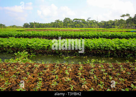 Floating farms in the coastal districts of Pirojpur have been recognized as Globally important agricultural heritage Systems by the UN Food and Agricu Stock Photo