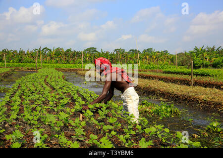 A farmer tends his floating seedbeds made from water hyacinth at Nazirpur in Prrojpur. Bangladesh. Stock Photo