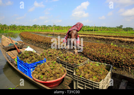 A farmer tends his floating seedbeds made from water hyacinth at Nazirpur in Prrojpur. Bangladesh. Stock Photo