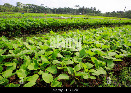 Floating farms in the coastal districts of Pirojpur have been recognized as Globally important agricultural heritage Systems by the UN Food and Agricu Stock Photo