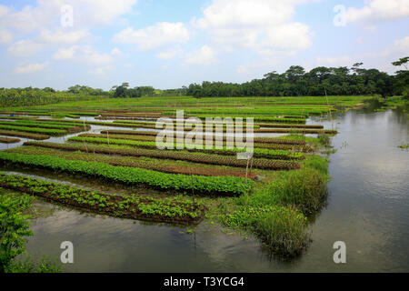 Floating farms in the coastal districts of Pirojpur have been recognized as Globally important agricultural heritage Systems by the UN Food and Agricu Stock Photo