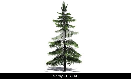 Alaska Cedar tree - isolated on white background Stock Photo
