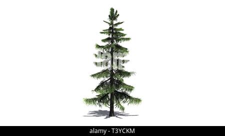 Alaska Cedar tree - isolated on white background Stock Photo