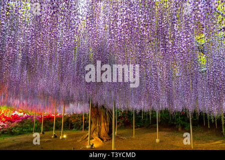 View of full bloom Purple pink Giant Wisteria trellis. mysterious beauty when lighted up at night with colorful blossoming flowers. Ashikaga Flower Pa Stock Photo