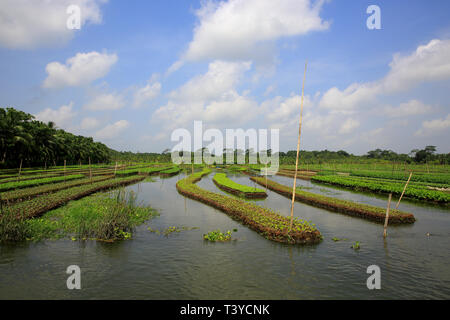 Floating farms in the coastal districts of Pirojpur have been recognized as Globally important agricultural heritage Systems by the UN Food and Agricu Stock Photo