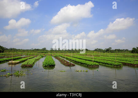 Floating farms in the coastal districts of Pirojpur have been recognized as Globally important agricultural heritage Systems by the UN Food and Agricu Stock Photo