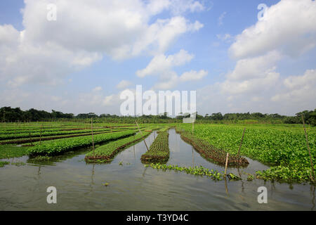 Floating farms in the coastal districts of Pirojpur have been recognized as Globally important agricultural heritage Systems by the UN Food and Agricu Stock Photo