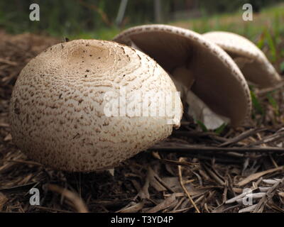 Mushrooms. White capped, wild mushrooms growing under a tree in a field. Stock Photo